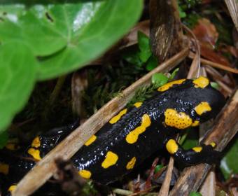 salamandra_original