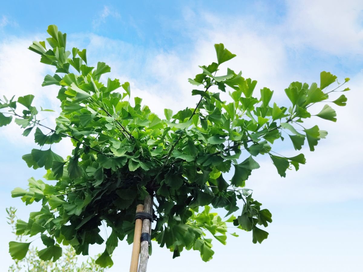 ginko2 006
