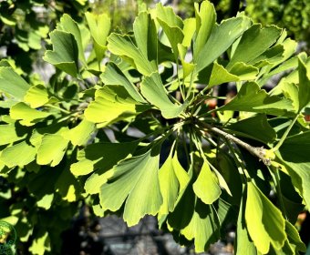 ginko2-002