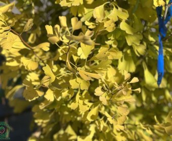 ginko2-009