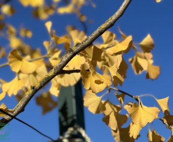 ginko2-010