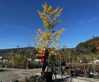 ginko2-011
