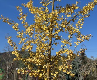 ginko2-012