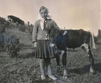 Pasenie kráv