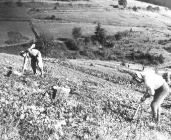 Riečnica, Stanova Rieka, ženy pri kopaní zemiakov, 1977
