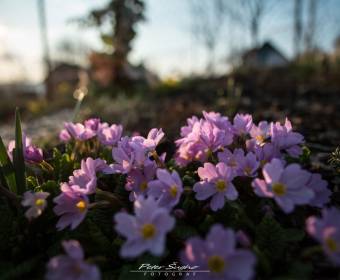peter_sugho_fotografie_014_original