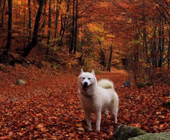fotografie_kysuce_gajdica_0009_original