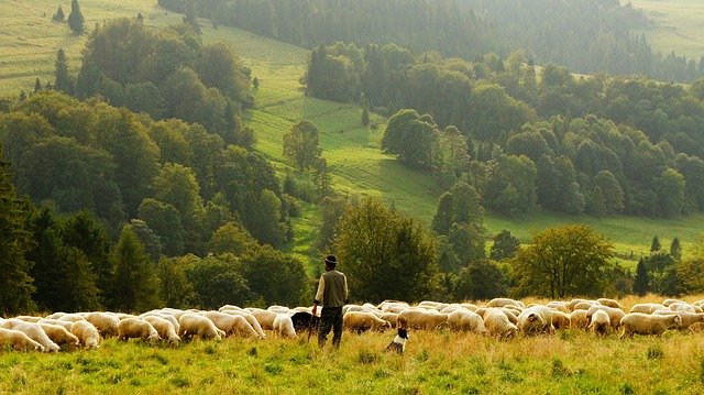 ovciari