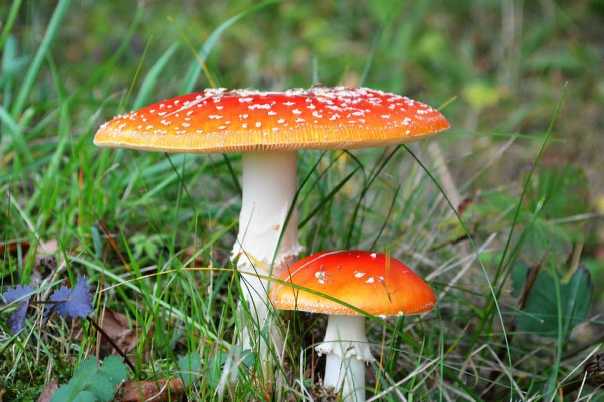 foto margareta majakova 006