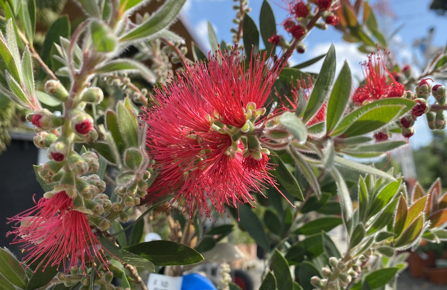 callistemon okrasny ker