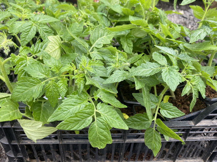 paradajka pestovanie 1