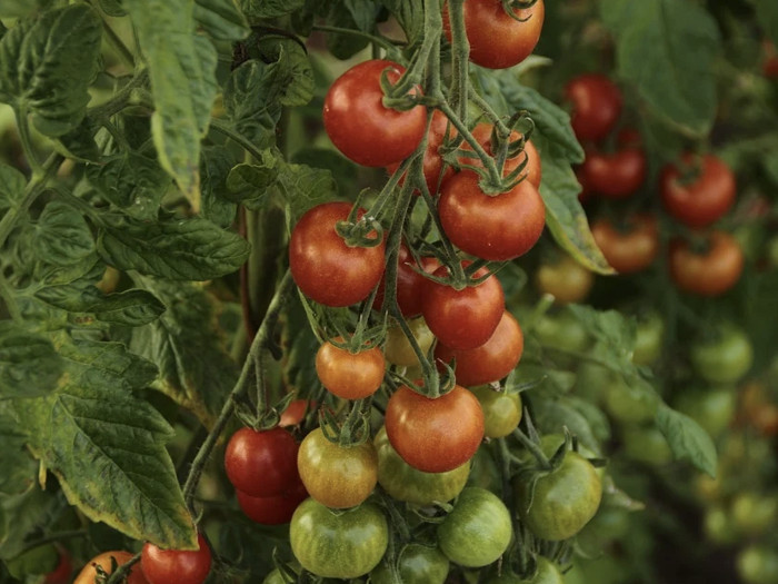 paradajka pestovanie 2