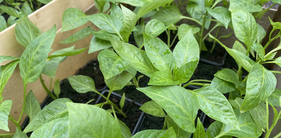 zahrada paprika pestovat