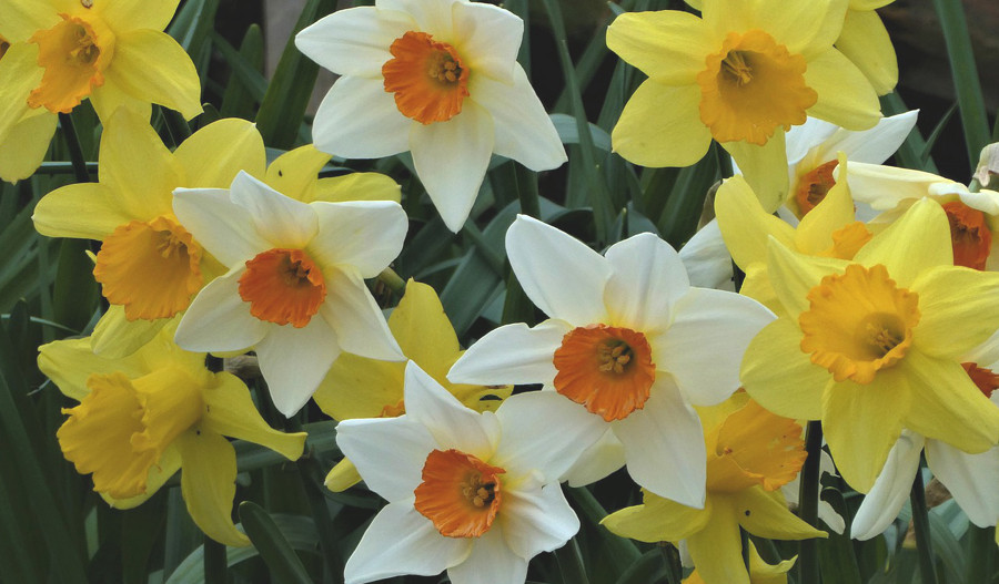 jarne kvety narcis