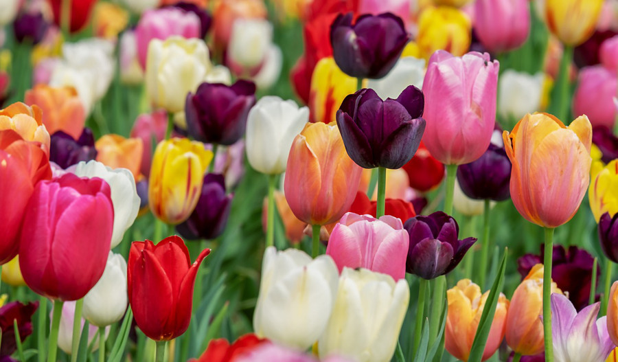 jarne kvety tulipan