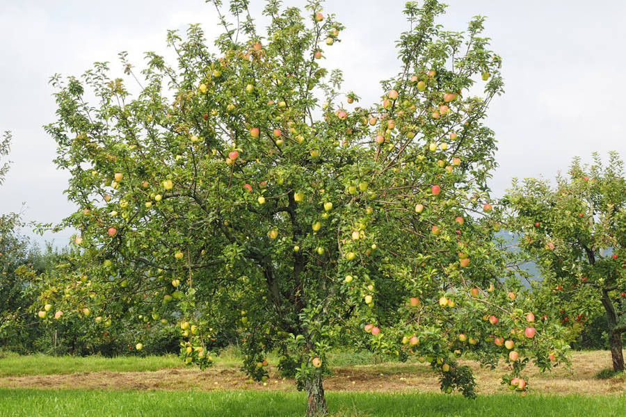 jablone odrody