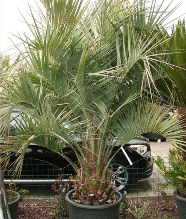 butia capitata palma