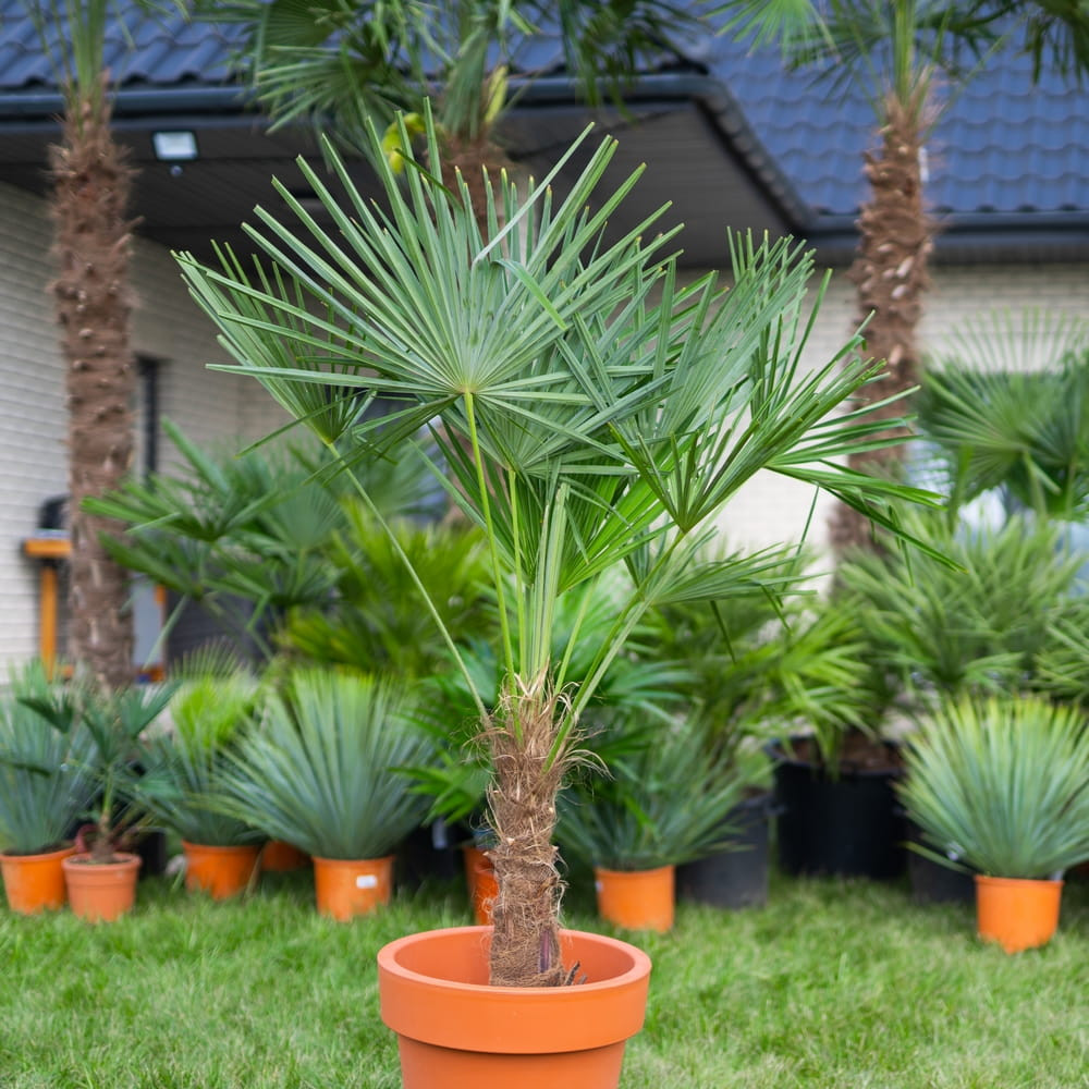 trachycarpus fortunei palma