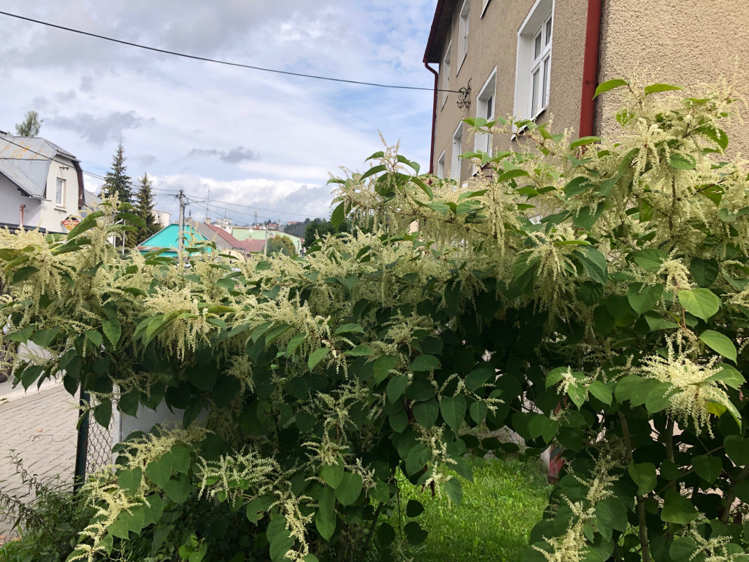 pohankovec