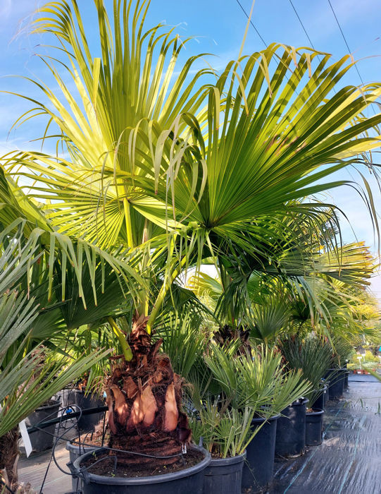 livistona palmy teplomilne 1
