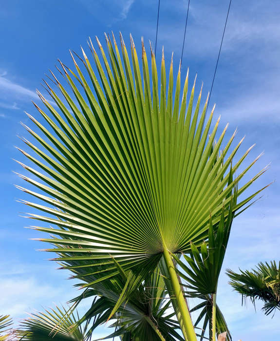 washingtonia robusta palma1
