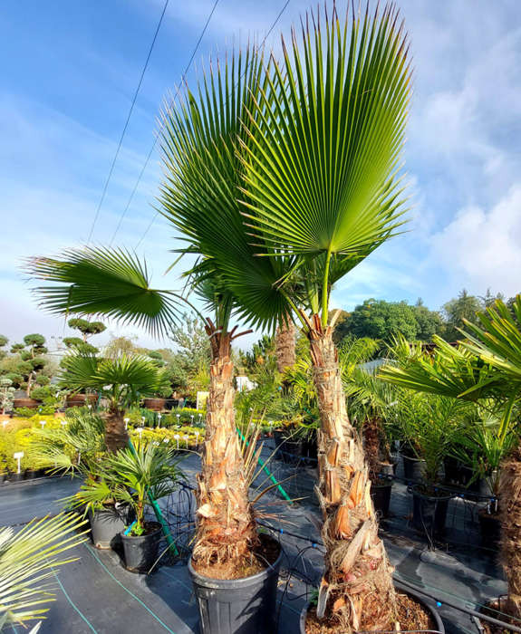 washingtonia robusta palma2
