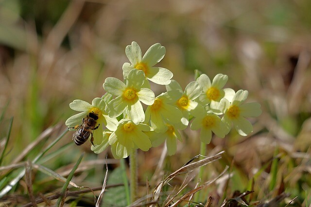 prvosielka