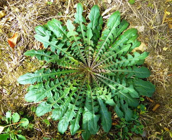pupava2