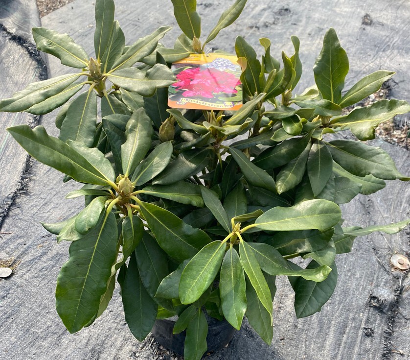 nova zembla rododendron pestovanie 2