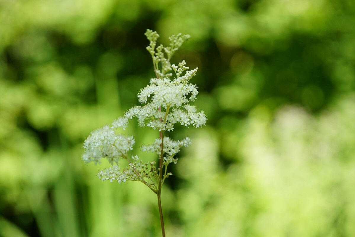 meadowsweet gf5607c48a 1280