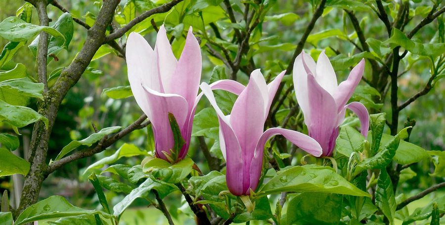 magnolia druhy 1