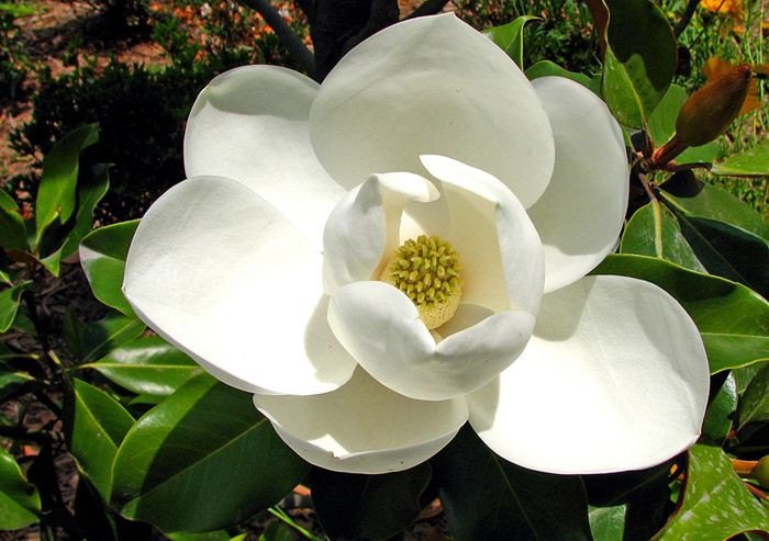 magnolia druhy 4