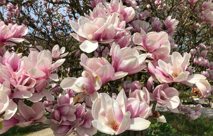 magnolia pestovanie 1