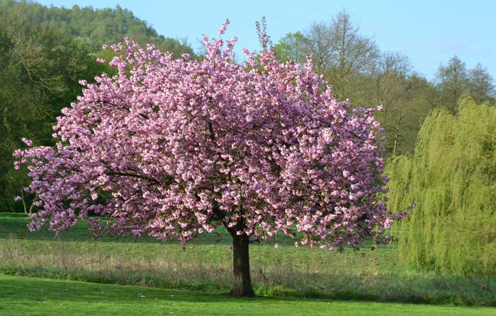 magnolia pestovanie rady 1