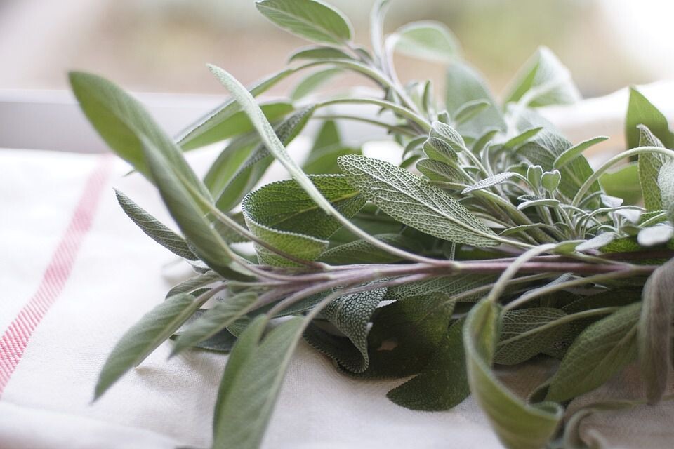 salvia