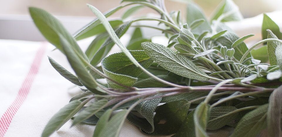 salvia2