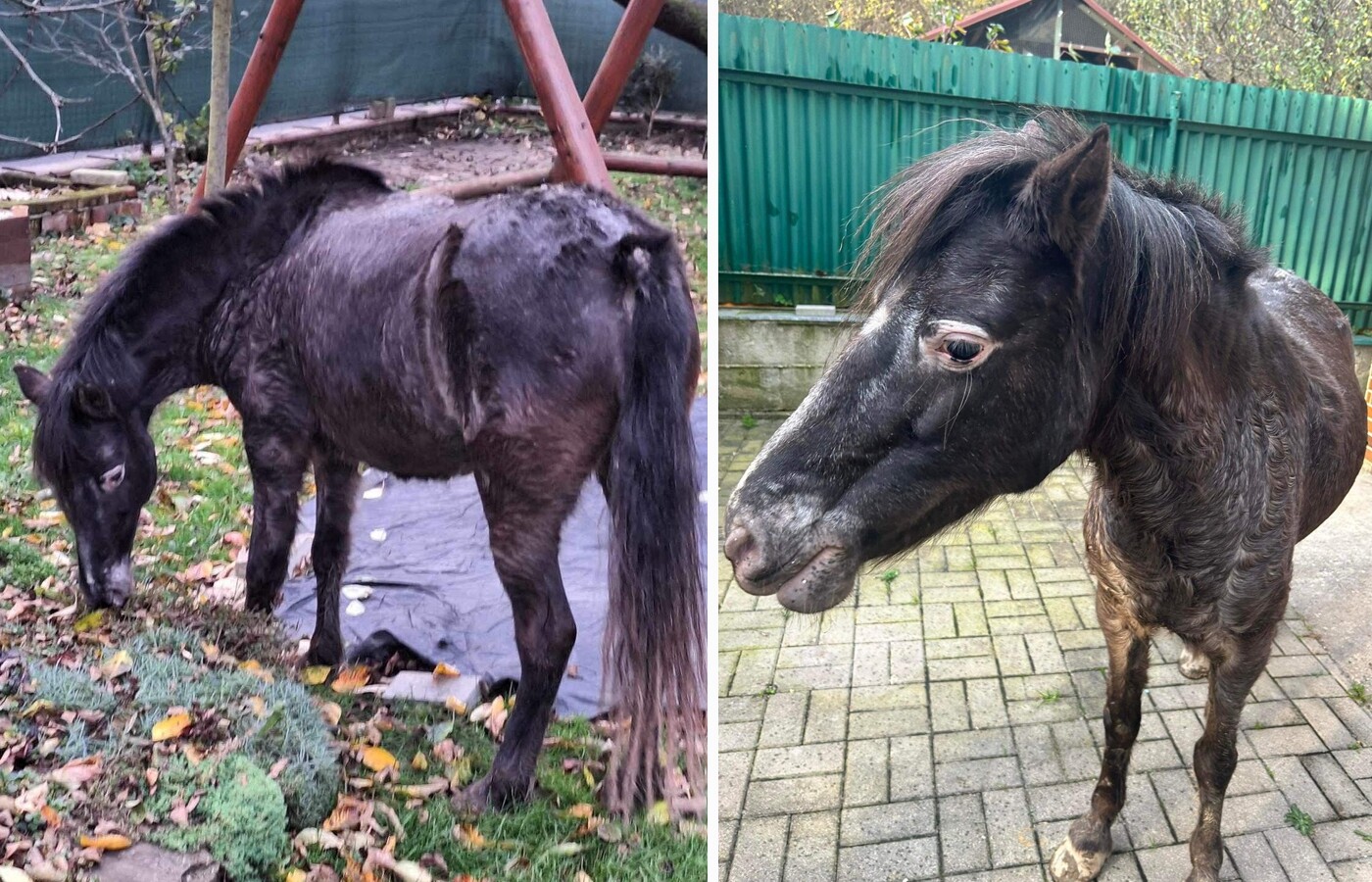 stratena pony kobylka2