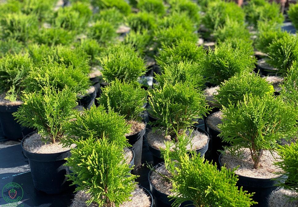 danica thuja3