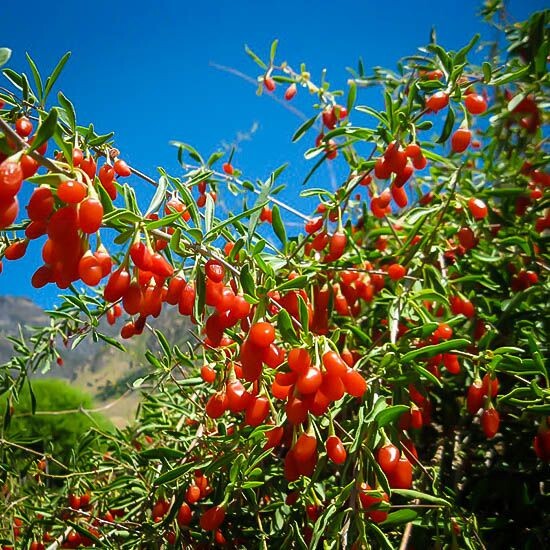 goji pestovanie 1