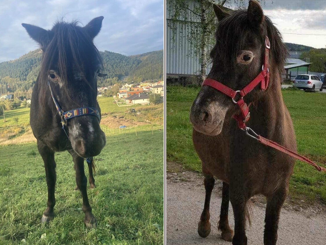 stratena pony kobylka