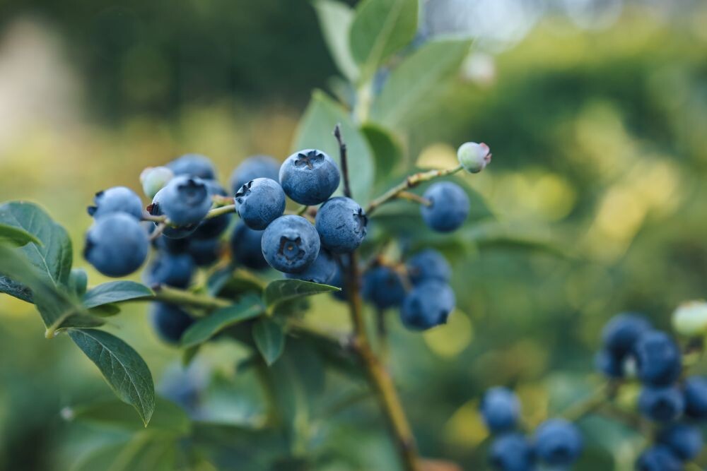 A branch of a large blueberry on a bush close-up