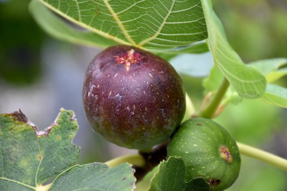 figovnik ficus carica