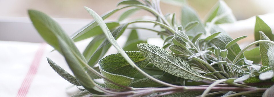 salvia