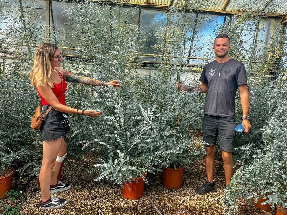 eukalyptus