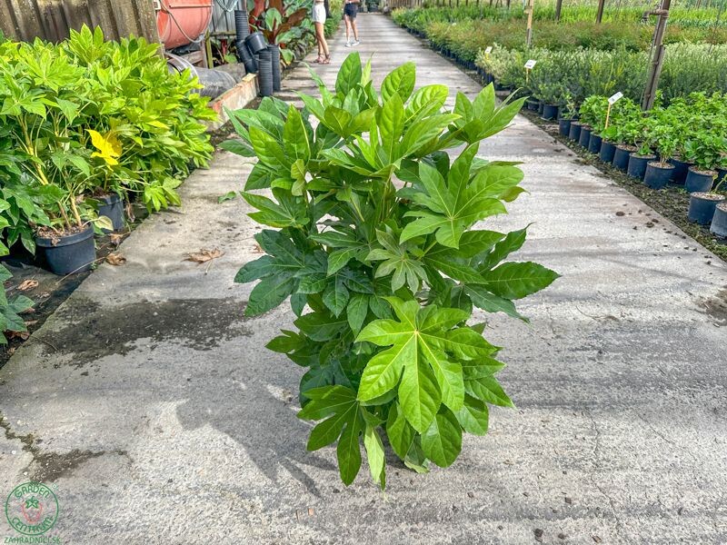 fatsia1