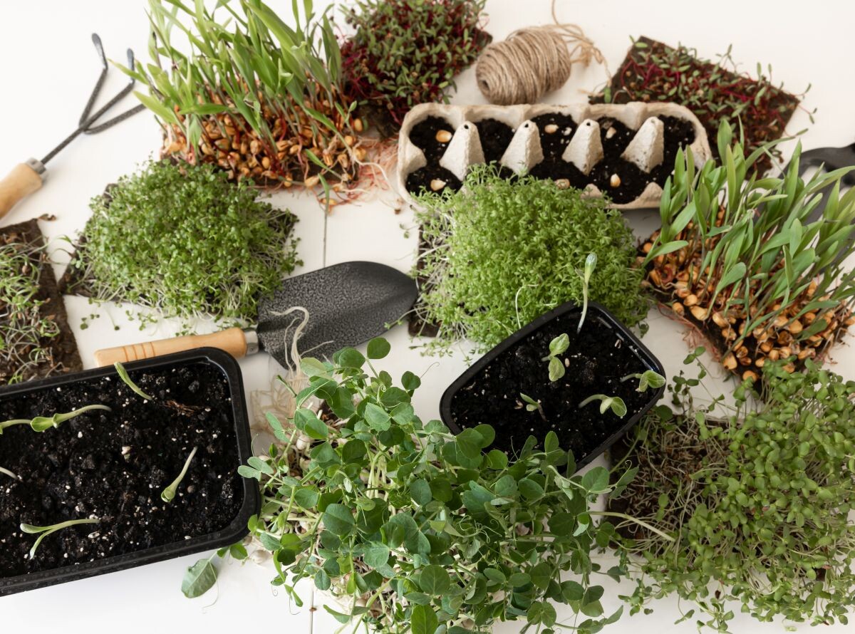 Microgreens with seeds and roots. Germination of microgreens. Germination of seeds at home. Vegan and healthy food concept.