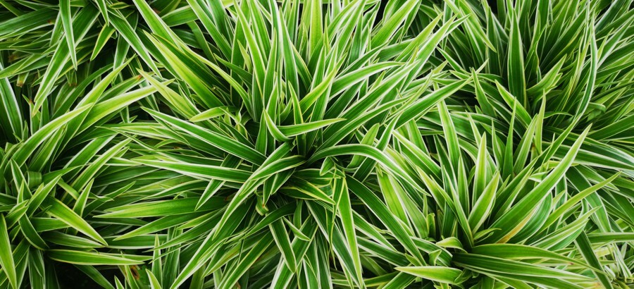 okrasne travy carex