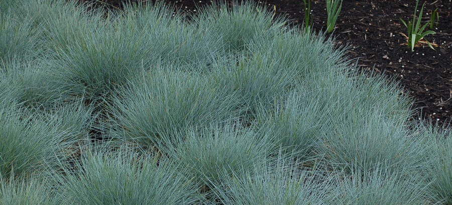 okrasne travy festuca