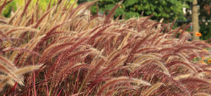 pennisetum okrasne travy