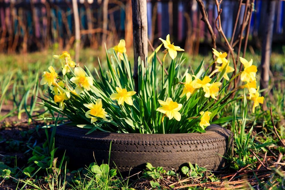 Yellow Flowers daffodils growing in a car tire at a sunny spring day